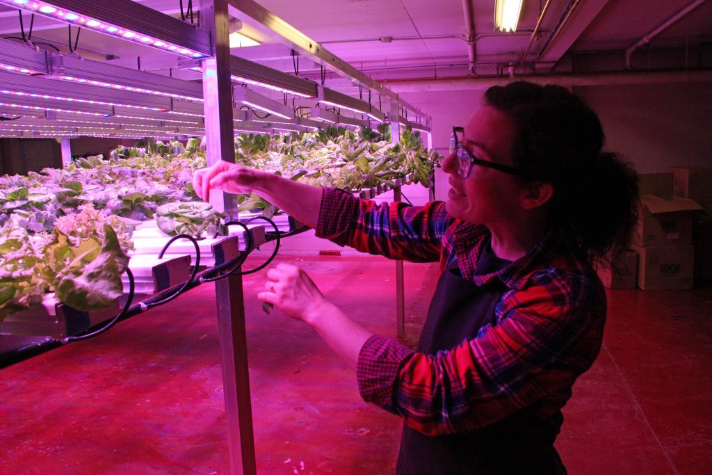 "It's horticulture, not botany!" When her husband mentioned that Urban Greens was looking for a new manager, Mills jumped at it - even though it meant a major pay cut. At least, she says, she gets to work with plants. Photo: Rachel Waldholz/Alaska's Energy Desk