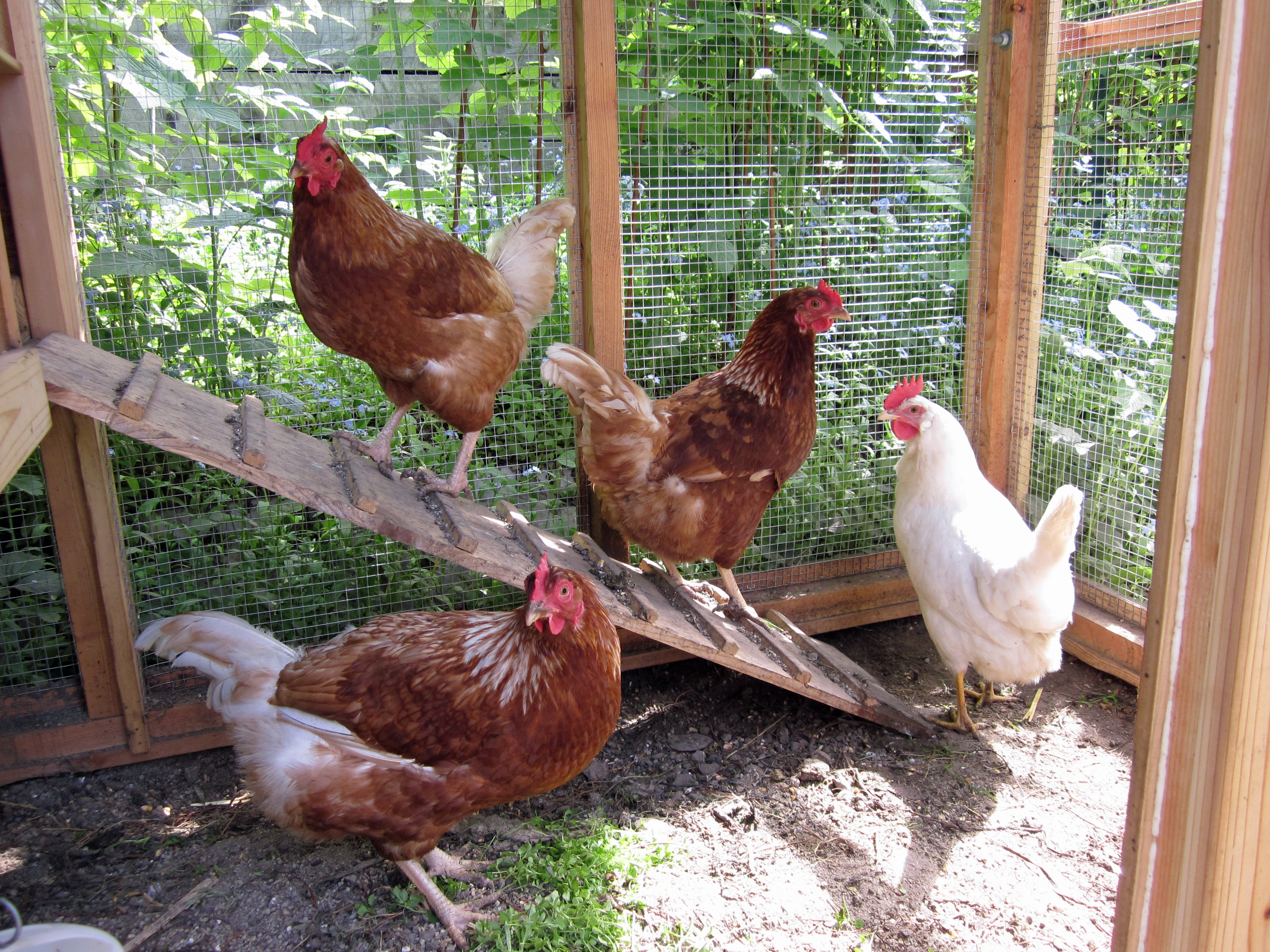Backyard Chicken-Keeping Gains Momentum in Anchorage ...