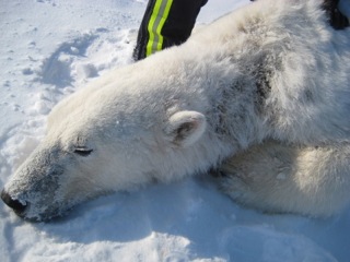 polar-bear-alopecia_USGS.jpeg