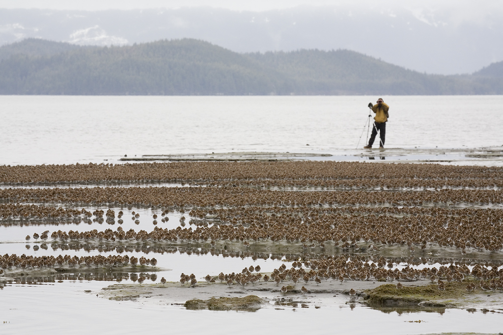 Birdwatcher and large flock of western sandpipers and dunlins. Photo by Milo Burcham. www.milosphotos.com
