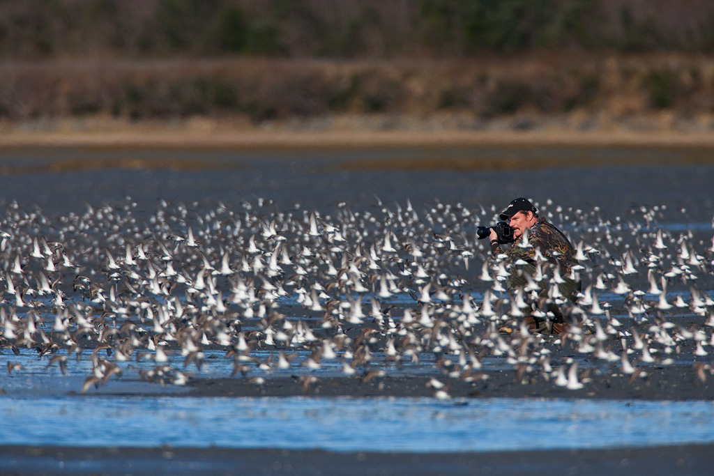Mike Kenney surrounded by shorebird flock. Photo by Milo Burchman.