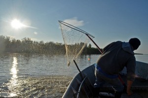 A fisherman pulls a chum out of the Yukon with a Kenai style dip net. APRN file photo by Kyle Clayton, KYUK - Bethel.