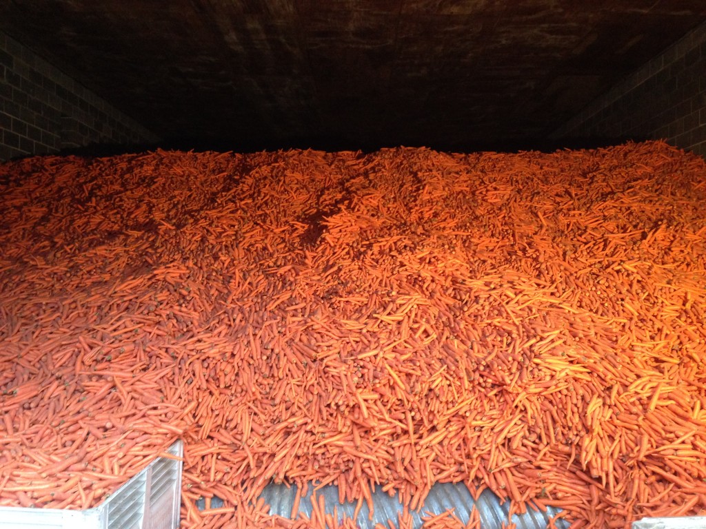 A stockpile of Alaska carrots at VanderWeele Farms.