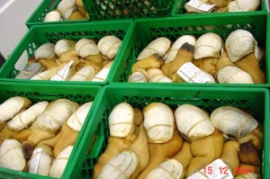 Geoducks for sale. Photo by Alaska Department of Fish and Game.