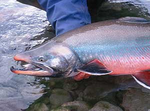 (Photo courtesy Alaska Department of Fish and Game)