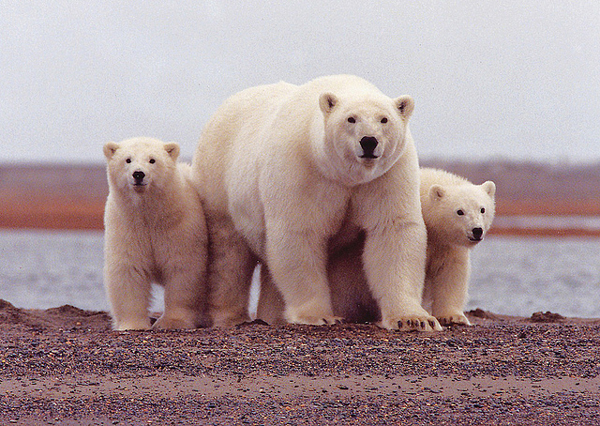 A polar bear mother watches carefully with her cubs along her side along the Beaufort Sea. (USFWS photo)