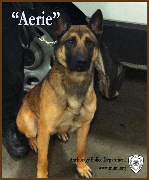 AK: Police Dogs | Alaska Public Media