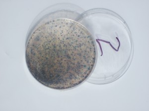 Test results from samples at Cuddy Park pond. The blue dots are E. coli (photo courtesy of Anchorage Waterways Council)