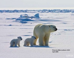 An adult female polar bear and her two cubs travel across the sea ice of the Arctic Ocean north of the Alaska coast (photo courtesy of US Geological Survey).