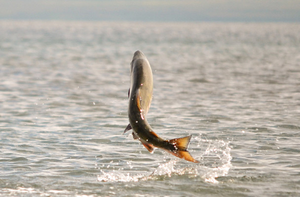 Chum salmon leaping near Cold Bay, AK. (Photo: K. Mueller, U.S. Fish and Wildlife Service on August 28, 2011)