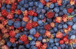 Alaska wild berries from the Innoko National Wildlife Refuge. Photo: U.S. Fish and Wildlife Service. Accessed via Wikimedia Commons.