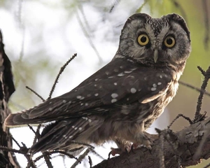 The Boreal owl lives in boreal forests and muskegs across Alaska and the northern parts of he continent. According to a new report, it could lose all of its winter habitat by 2080. Credit John Grahame Holmes/VIREO / National Audobon Society, http://birds.audubon.org/birds/boreal-owl
