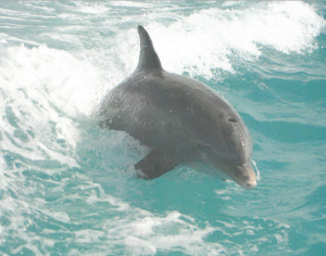 Mod Squad Cool Sunglasses Dolphins Porpoise Pool Bath Beach Souvenir Towel 