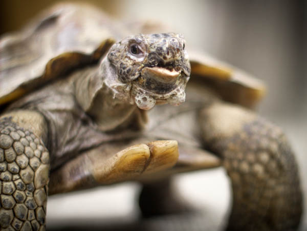 Sonoran Desert Tortoises can live as long as a hundred years. (Photo by Zachariah Hughes, KSKA)