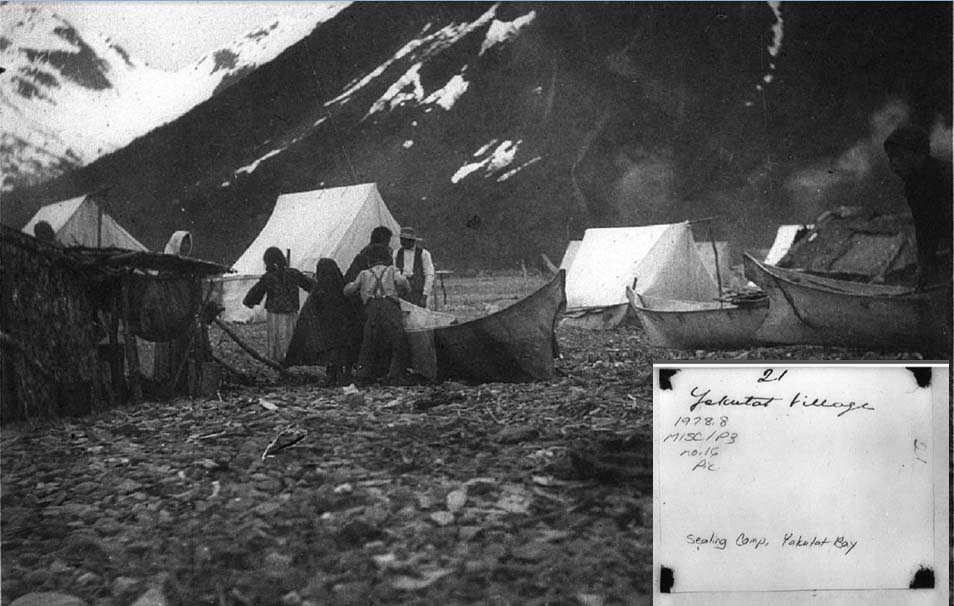 C. Hart Merriam photo album at the Bancroft Library, Berkeley, photograph of Yakutat sealing camp in 1899. Photo courtesy Aron Crowell, Anchorage Museum. 