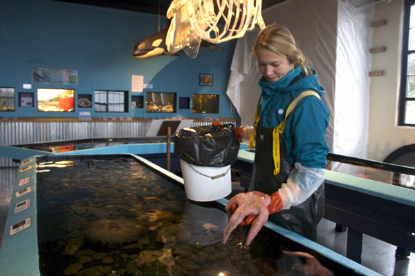 Taylor White is the aquarium manager at the Sitka Sound Science Center. Since sea star wasting disease hit Sitka a month ago, the aquarium has lost 35 sea stars and now, only two remain in the touch tanks. 