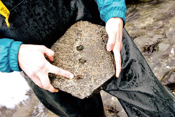 Taylor White pulls up a rock on Sage Beach to see three leptasterias, which are small, 6 legged sea stars that are common at this site. She points to the one with three legs and lesions, symptoms of sea star wasting disease. 