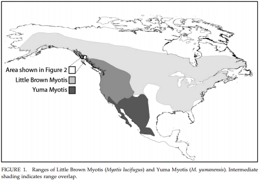 (Image via FIRST RECORDS OF YUMA MYOTIS (MYOTIS YUMANENSIS) IN ALASKA)