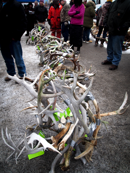 Lots of 10 antlers fetched as much as $750. Size, quality, and variety in how long ago the animal was harvested all played a role in bidding. (Photo: Zachariah Hughes, KSKA)