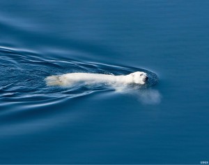 Some Polar bears in the Arctic can swim in excess of 200 miles. (Photo by Mike Lockhart/USGS)