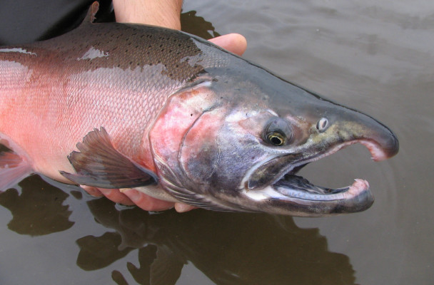 “Chinook salmon, Yukon Delta NWR.” Photo: Craig Springer, U.S. Fish & Wildlife Service. Via Flickr Creative Commons.