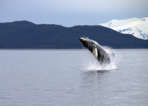 A whale in Berners Bay, near Juneau, Alaska. (Creative Commons photo by Gillfoto)