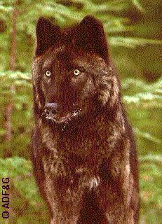 Alexander Archipelago wolf (Canis lupus ligoni) in the Tongass National Forest of southeast Alaska. ADFG photo.