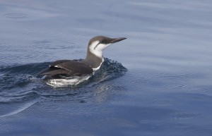 A common murre in water. Photo by Gregory "Slobirdr" Smith / Flickr