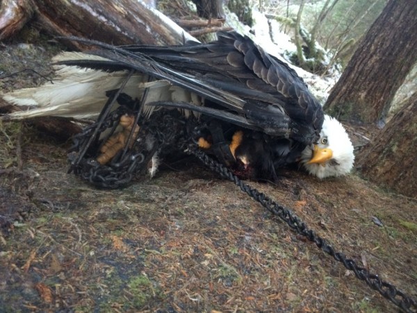 Kathleen Turley encountered this eagle stuck in two traps Dec. 24, 2014. She freed the eagle and tampered with other legally set traps in the area. She’s now being sued. (Photo courtesy Kathleen Turley)