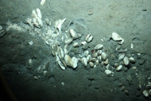 Sea life typically found near ocean vents live on the volcano. (Photo courtesy Canadian Geological Survey)