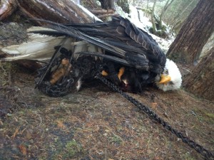 Kathleen Turley encountered this eagle stuck in two traps Dec. 24, 2014. She freed the eagle and tampered with other legally set traps in the area. (Photo courtesy Kathleen Turley)