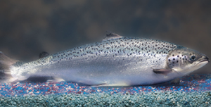 Genetically engineered salmon. (Photo via FDA.gov)