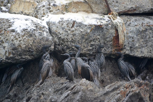 Oiled sea birds. Sakhalin Watch and Club Boomerang.
