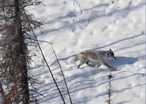 This photo was published in an ADFG pamphlet "Understanding Intensive Predator Management in Alaska," part of the Department's efforts in 2012 to educate the public about practices that have been controversial, especially to observers outside Alaska. (Credit Steve Dubois/ADF&G)