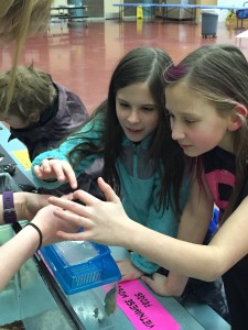 Payton Hammon (r) and Hailey Parmenter (l) play with a hissing cockroach at the Stream Academy preview day. (Photo courtesy of Jennifer Howell.)