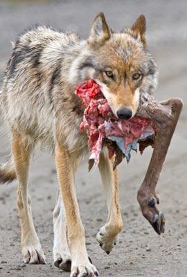 Denali wolf (Photo courtesy of the National Park Service)