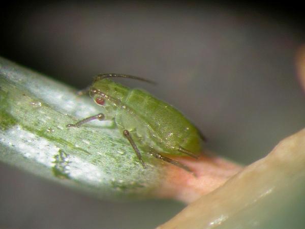 Spruce aphid (Photo courtesy of the U.S. Forest Service)