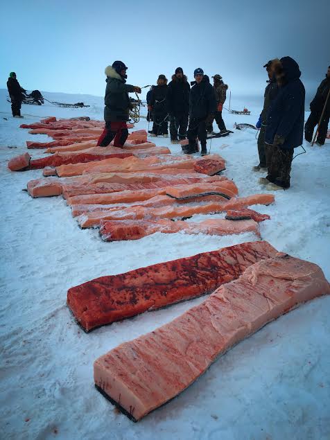 Whale being separated out to distribute throughout the community of Savoonga. (Photo courtesy of Brianne Gologergen)