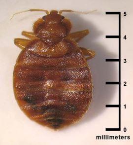 Bed Bug (Photo courtesy of UAF Cooperative Extension Service)
