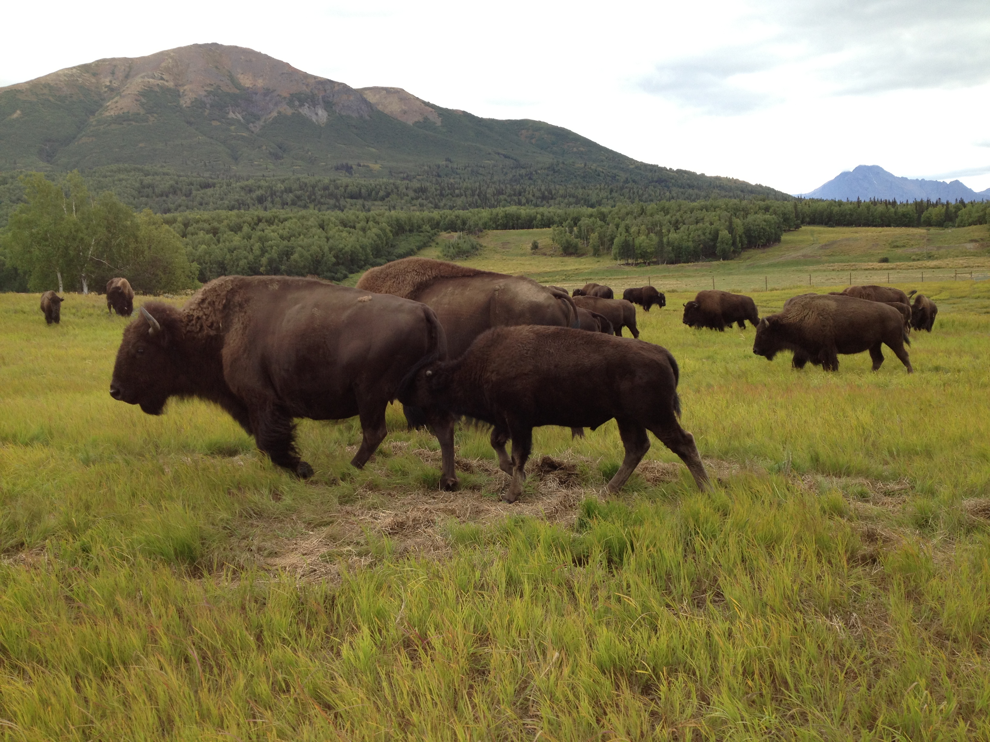Some of Pettit's bison grazing on ranchland near Palmer (Photo by Ellen Lockyer, Alaska Public Media - Anchorage)