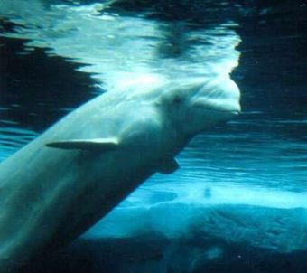 Beluga coming to the surface to breathe. (Creative Commons photo by Eva Hejda)