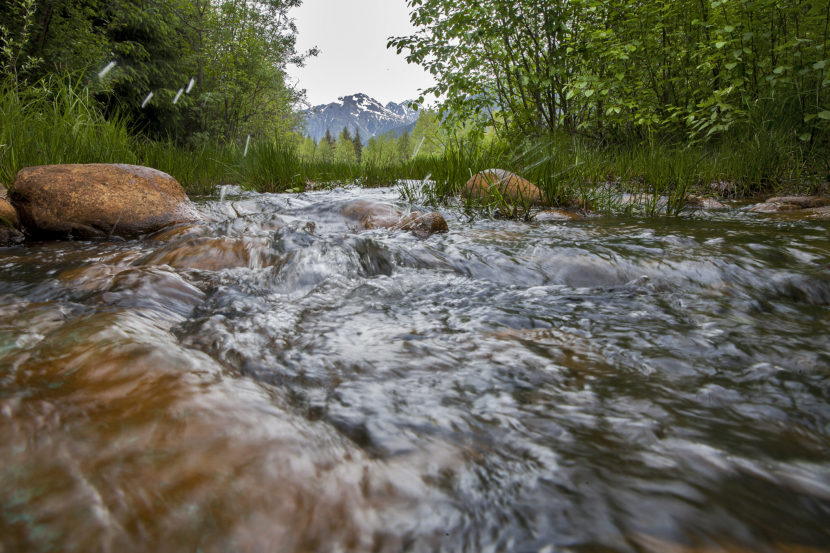 Duck Creek flows past the Nancy Street wetland and under Nancy Street in the Mendenhall Valley on Friday May 20, 2016 in Juneau, Alaska. The Alaska Department of Environmental Conservation has awarded a watershed coalition a nearly $10,000 grant to collect water quality data to measure the effectiveness of environmental improvements on the creek.  (Photo by Rashah McChesney, KTOO - Juneau)
