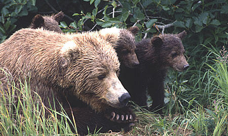 More than 200 brown bears were harvested in the Bristol Bay region this spring, according to preliminary numbers from ADF&G. (Photo courtesy of National Park Service)