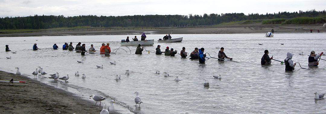 Dip-netters line the north bank of the Kasilof River last week. The sockeye run started slow in returning to the Kasilof. On the Kenai River, by contrast, huge numbers of sockeye greeted dip-netters on opening day July 10. (Photo by Jenny Neyman, KBBI - Homer)