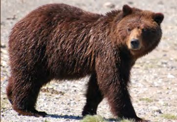 A brown bear. This is not the bear that was shot in Skagway. (Alaska Department of Fish and Game)