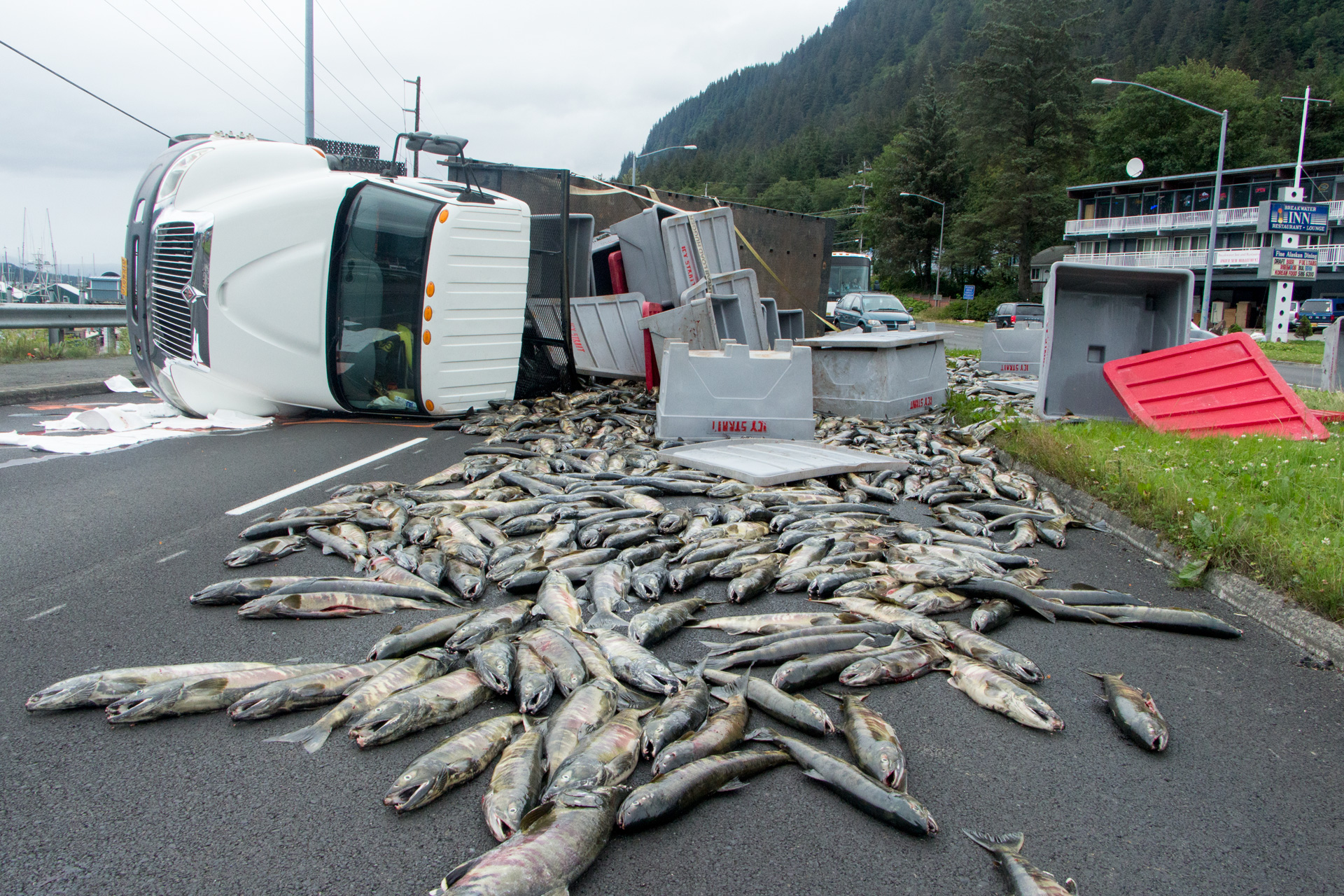 16,000lbs of salmon spill from a rolled truck on Egan Drive on July 25th, 2016. (Photo by Mikko Wilson, KTOO - Juneau)