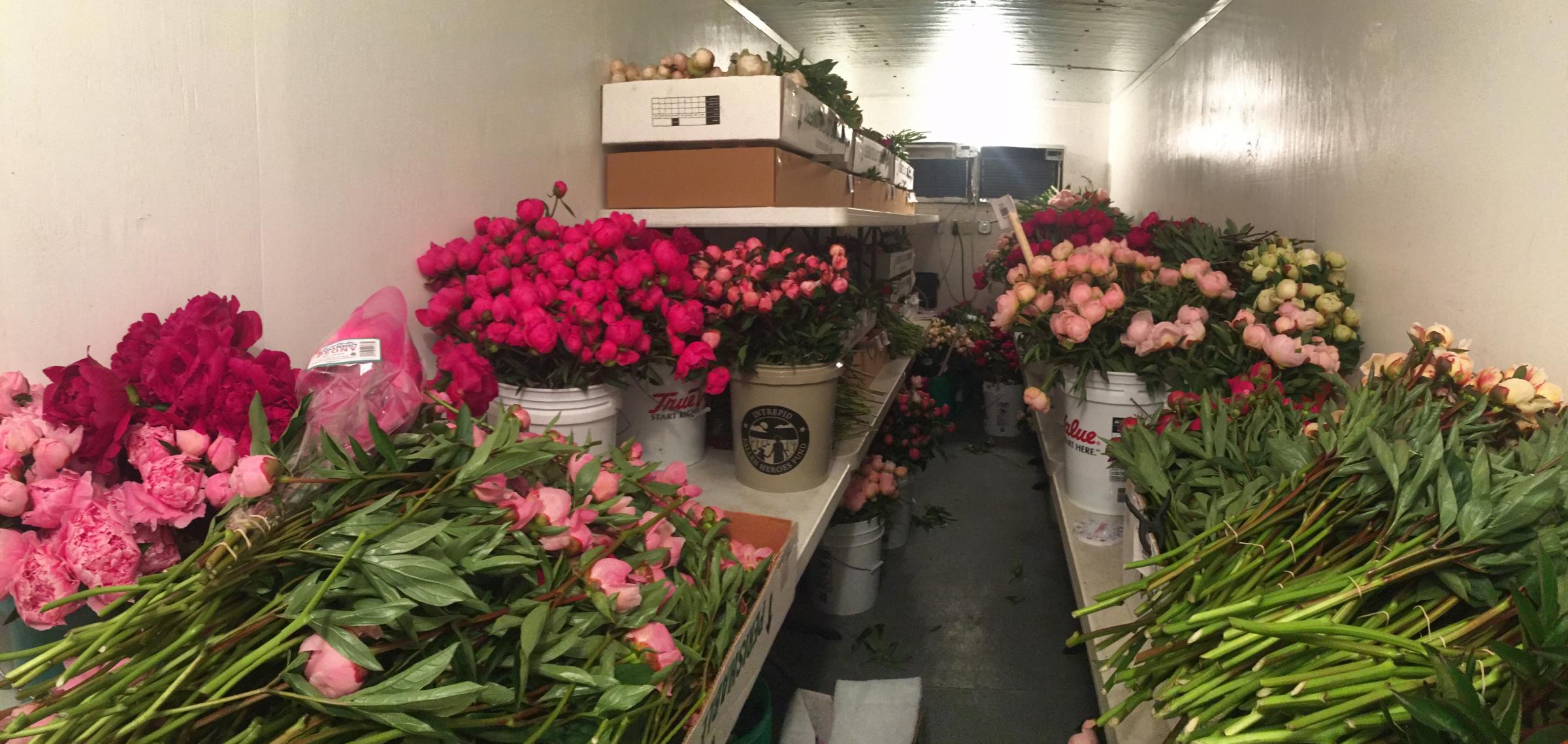 Peonies need to be kept in coolers just above freezing in order to keep the buds closed for shipping. (Photo by Casey Marsh, KBBI - Homer)
