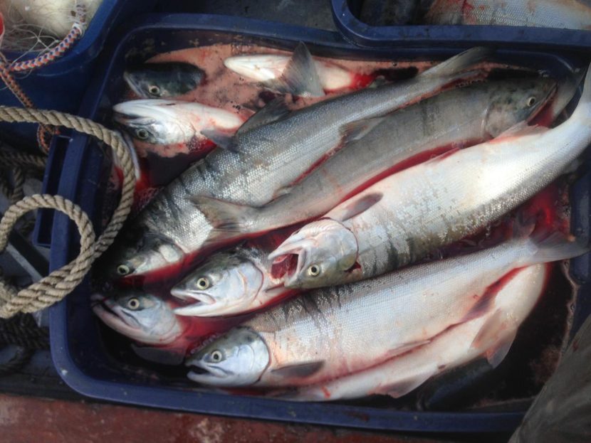 Wood River sockeye are pictured in this June 2016 photo. (Photo by KDLG Staff)