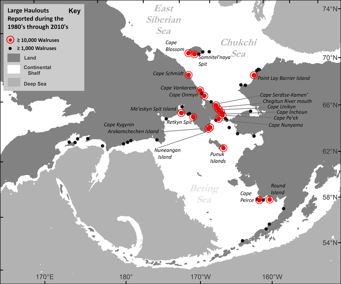 Map showing Pacific walrus coastal haulout locations reported in the past four decades. (Courtesy of USGS.)