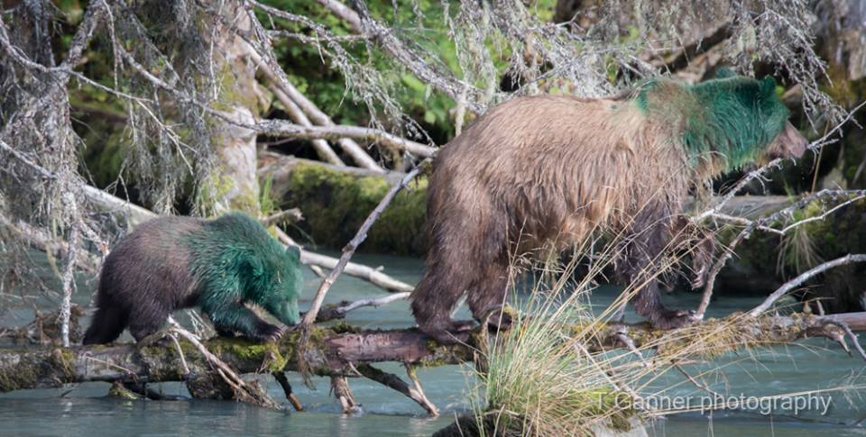 A sow and her cub showed up at the Chilkoot River on Wednesday doused in what appears to be green paint. Biologists are trying to figure out what happened. (Tom Ganner/T. Ganner Photography -Time & Space)